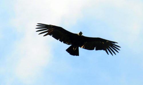 Quebrada del Condorito Condor